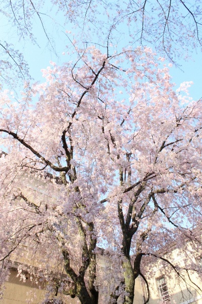 5346-西日を受ける八重紅枝垂れ桜全体　縦.jpg